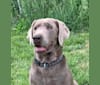 Lina, a Labrador Retriever tested with EmbarkVet.com