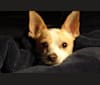 Photo of Joey, a Chihuahua, Pomeranian, and Miniature Pinscher mix in Merced, California, USA
