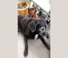 Sister, a Labrador Retriever and Australian Cattle Dog mix tested with EmbarkVet.com