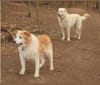 Photo of Rosie, a Golden Retriever, Chow Chow, Labrador Retriever, and Australian Shepherd mix in USA