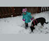 Samantha, a Labrador Retriever and Collie mix tested with EmbarkVet.com