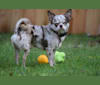 Sebastian, a Chihuahua (8.4% unresolved) tested with EmbarkVet.com