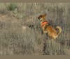 Raku, a Rottweiler and Siberian Husky mix tested with EmbarkVet.com