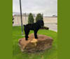 Photo of Midnightsolo Liam Blanton, a Black Russian Terrier  in London, ON, Canada