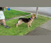 Photo of Lola, a German Shepherd Dog  in Renton, Washington, USA