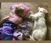 Photo of Kia, a German Shepherd Dog, Siberian Husky, Collie, Labrador Retriever, and Mixed mix in Minnesota, USA