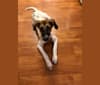 Zoe, a Labrador Retriever and American Foxhound mix tested with EmbarkVet.com