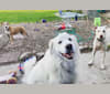 Rio, a Great Pyrenees and German Shepherd Dog mix tested with EmbarkVet.com