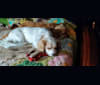 Gracie Mae, a Cocker Spaniel and Chihuahua mix tested with EmbarkVet.com