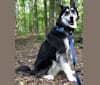 Koda, a Siberian Husky and Rottweiler mix tested with EmbarkVet.com