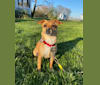 Stitch, a Rat Terrier and Pekingese mix tested with EmbarkVet.com