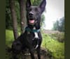 Photo of Adrian, a German Shepherd Dog, American Pit Bull Terrier, and American Staffordshire Terrier mix in Sugarloaf, Pennsylvania, USA