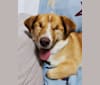 Jasper, a Chinese Village Dog tested with EmbarkVet.com
