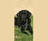 Photo of Elwray, a Labrador Retriever, Mastiff, Neapolitan Mastiff, and Mixed mix in Tennessee, USA