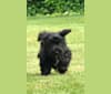 Photo of Maxwell (Supaypawawa), a Miniature Schnauzer and Silky Terrier mix in Hazel Dell, Washington, USA