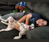 Photo of Sigmund, a Rat Terrier, Australian Cattle Dog, and Border Collie mix in Missouri, USA