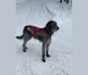 Photo of Ava, an Irish Wolfhound 
