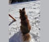 Luie, a German Shepherd Dog and Labrador Retriever mix tested with EmbarkVet.com