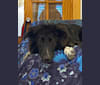 Rio, a Collie and German Shepherd Dog mix tested with EmbarkVet.com