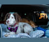 Photo of Charlotte, a Brittany  in California, USA