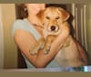 Aimee, a Labrador Retriever and Chow Chow mix tested with EmbarkVet.com