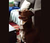 Chance, The Pupper, a Siberian Husky and Labrador Retriever mix tested with EmbarkVet.com
