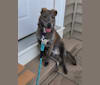 Photo of Mila, an American Pit Bull Terrier, German Shepherd Dog, Chow Chow, and Mixed mix in Louisiana, USA