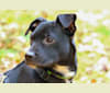 Hoss, a Chihuahua and Poodle (Small) mix tested with EmbarkVet.com