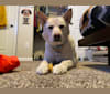 Romeo, a German Shepherd Dog and Labrador Retriever mix tested with EmbarkVet.com