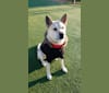 Hwarang, a Japanese or Korean Village Dog tested with EmbarkVet.com