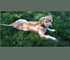 Photo of Neddy, a Miniature Schnauzer, Labrador Retriever, German Shepherd Dog, Pekingese, and Mixed mix in Pennington, NJ, USA
