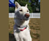 Asparagus, a Japanese or Korean Village Dog tested with EmbarkVet.com
