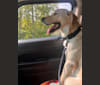 Buzz, a Labrador Retriever and Siberian Husky mix tested with EmbarkVet.com