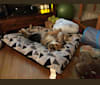 Shainee, a German Shepherd Dog and Australian Cattle Dog mix tested with EmbarkVet.com