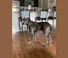 Kai, an American Pit Bull Terrier and Labrador Retriever mix tested with EmbarkVet.com
