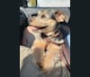 Photo of Picasso Dali Jauregui, a Yorkshire Terrier, Dachshund, Chihuahua, and Pembroke Welsh Corgi mix