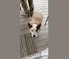 Roo, an Australian Cattle Dog and Shetland Sheepdog mix tested with EmbarkVet.com