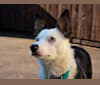 Photo of Mixie, a Border Collie  in Oldham, UK