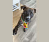 Photo of Dax, an American Pit Bull Terrier, Boxer, and Mixed mix in Edwardsville, Illinois, USA