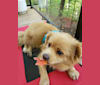 Kai, a Chinese Village Dog and Pekingese mix tested with EmbarkVet.com