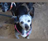 Pepper, a Chihuahua and Poodle (Small) mix tested with EmbarkVet.com
