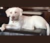 Sully, a Labrador Retriever tested with EmbarkVet.com