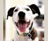 Posey, an American Village Dog and Fila Brasileiro mix tested with EmbarkVet.com