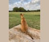 Photo of Enzo, a German Shepherd Dog, Doberman Pinscher, Boxer, Siberian Husky, Labrador Retriever, and Rottweiler mix in Springtown, Texas, USA