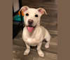 Piper, an American Pit Bull Terrier and Chihuahua mix tested with EmbarkVet.com
