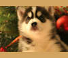 Naga, a Siberian Husky tested with EmbarkVet.com