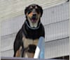 Photo of Wyatt, a Labrador Retriever, Doberman Pinscher, and Rottweiler mix in Virginia, USA