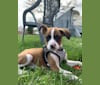 Photo of Ranger, a Boxer, Beagle, Treeing Walker Coonhound, Great Pyrenees, and American Bulldog mix in Hilliard, Ohio, USA