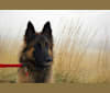 Gracie, a Belgian Shepherd tested with EmbarkVet.com