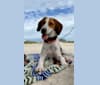 Hattie, an American Foxhound tested with EmbarkVet.com